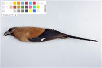 藏品(樹鵲)的圖片